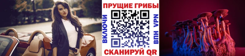 OMG зеркало  Владимир  Галлюциногенные грибы Psilocybine cubensis 